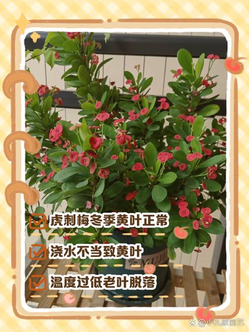 虎刺梅多久浇一次水(虎刺梅叶子发黄补救办法)